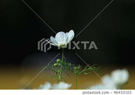 大波斯菊,大波斯菊田地,花園 大波斯菊,大波斯菊田地,花園 46433101