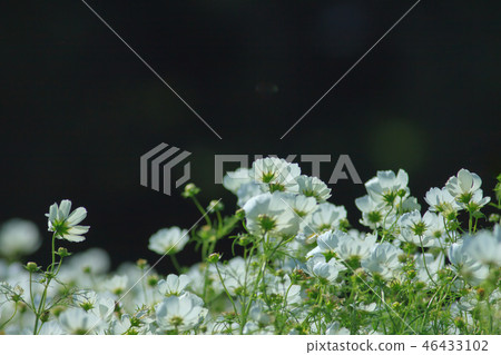 大波斯菊,大波斯菊田地,花園 大波斯菊,大波斯菊田地,花園 46433102