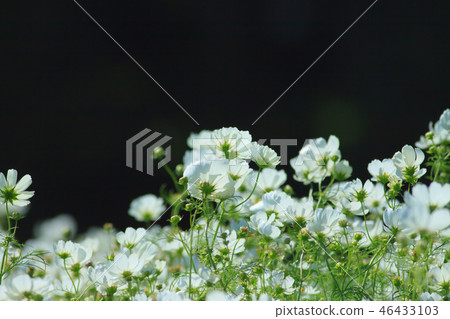 大波斯菊,大波斯菊田地,花園 大波斯菊,大波斯菊田地,花園 46433103