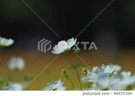 大波斯菊,大波斯菊田地,花園 大波斯菊,大波斯菊田地,花園 46433104
