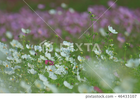 大波斯菊,大波斯菊田地,花園 大波斯菊,大波斯菊田地,花園 46433107