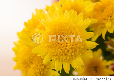 Double-flowered spray mum Double-flowered spray mum 46433175