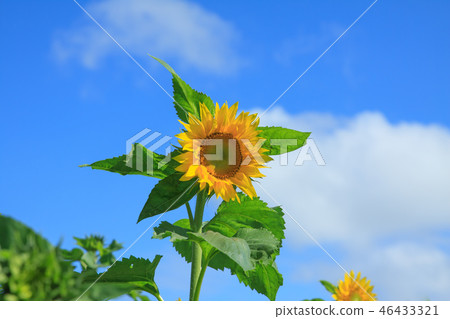 Sunflower, sunflower field, sun flower Sunflower, sunflower field, sun flower 46433321