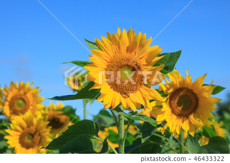 向日葵,向日葵花田,太陽花 向日葵,向日葵花田,太陽花 46433322