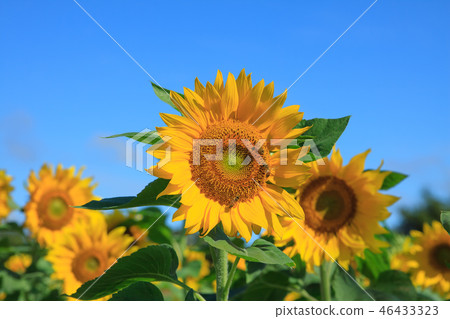 向日葵,向日葵花田,太陽花 向日葵,向日葵花田,太陽花 46433323