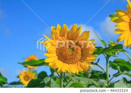 向日葵,向日葵花田,太陽花 46433324