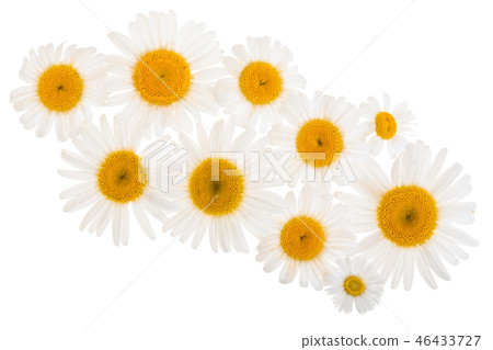 chamomile or daisies isolated on white background with copy space for your text. Top view. Flat lay chamomile or daisies isolated on white background with copy space for your text. Top view. Flat lay 46433727