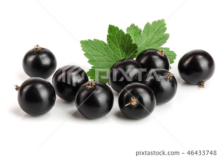black currant with leaf isolated on white background 46433748