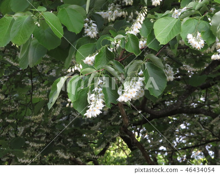 Hakuunboku花 Hakuunboku花 46434054