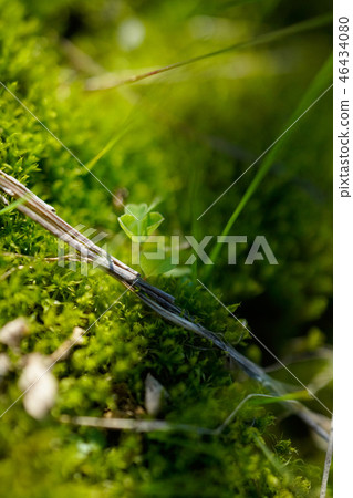 In the weed forest 46434080