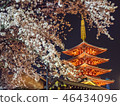 Night cherry blossoms and five stories 46434096
