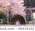 Atago tunnel and cherry blossom 46434102