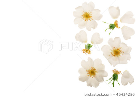 Rosehip flower isolated on white background with copy space for your text Rosehip flower isolated on white background with copy space for your text 46434286