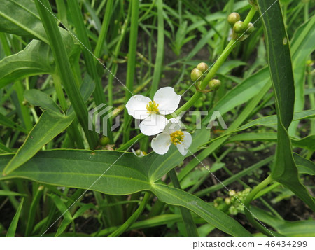 Homodaka花 46434299