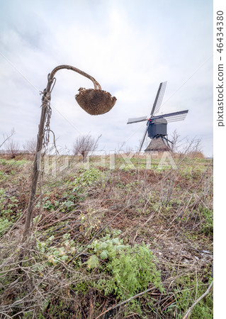 a dilapidated sunflower and a windmill a dilapidated sunflower and a windmill 46434380