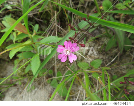Flower of Takanebiranji 46434434