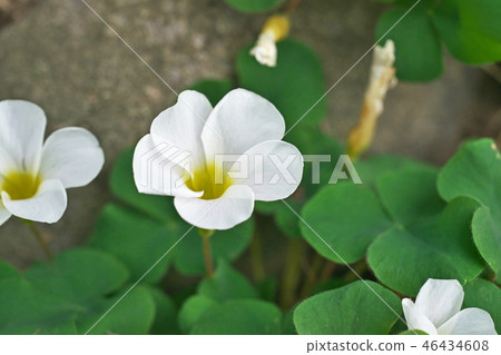 White oxalis flower 46434608