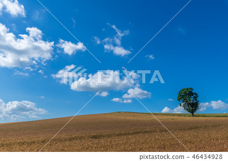 Summer wheat fields Summer wheat fields 46434928