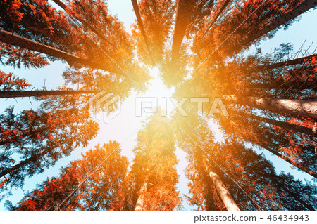 Abstract tree top at Dolomites mountains Abstract tree top at Dolomites mountains 46434943