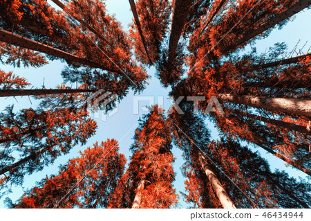 Abstract tree top at dolomites mountains 46434944
