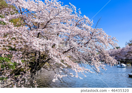 Cherry blossoms at Tokyo Inokashira Park 46435320