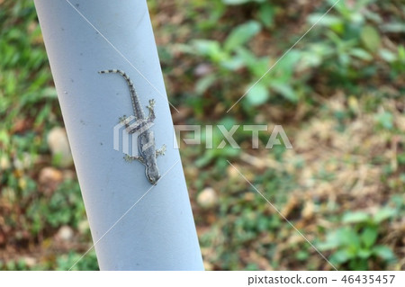 Lizard on the pole 46435457