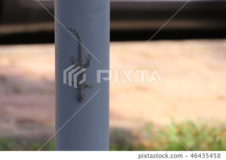 Lizard on the pole Lizard on the pole 46435458