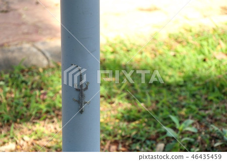 Lizard on the pole Lizard on the pole 46435459