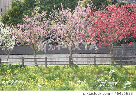 桃花和油菜花 46435658