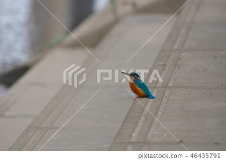 Kingfisher 46435791