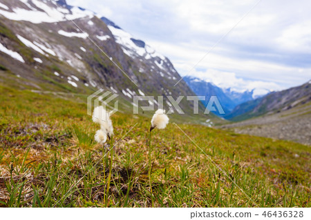 Flowers and mountain view from Gamle Strynefjellsvegen Norway Flowers and mountain view from Gamle Strynefjellsvegen Norway 46436328