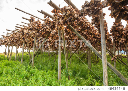 Cod stockfish drying on racks, Lofoten islands Norway Cod stockfish drying on racks, Lofoten islands Norway 46436346