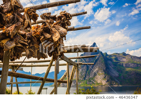 Cod stockfish drying on racks, Lofoten islands Norway Cod stockfish drying on racks, Lofoten islands Norway 46436347