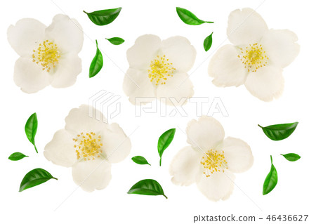 jasmine flower isolated on white background closeup jasmine flower isolated on white background closeup 46436627