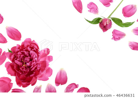 pink peony flower isolated on white background with copy space for your text. Top view. Flat lay pink peony flower isolated on white background with copy space for your text. Top view. Flat lay 46436631