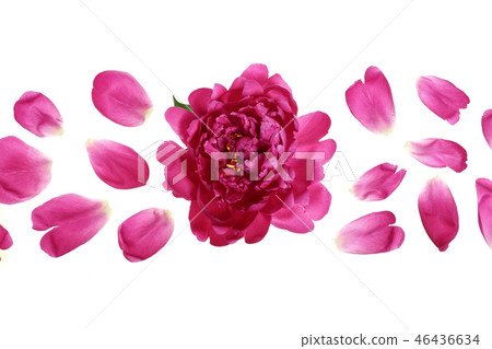 pink peony flower isolated on white background with copy space for your text. Top view. Flat lay 46436634