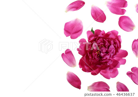 pink peony flower isolated on white background with copy space for your text. Top view. Flat lay pink peony flower isolated on white background with copy space for your text. Top view. Flat lay 46436637