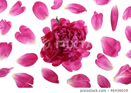 pink peony flower isolated on white background. Top view. Flat lay pattern pink peony flower isolated on white background. Top view. Flat lay pattern 46436639
