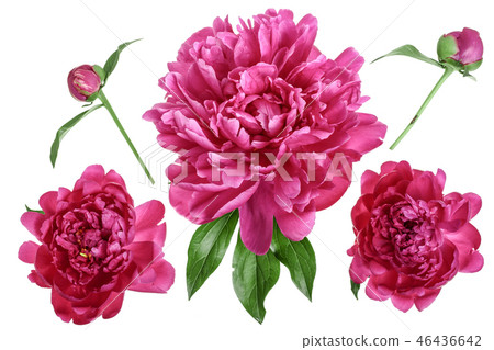 pink peony flower isolated on white background close up pink peony flower isolated on white background close up 46436642