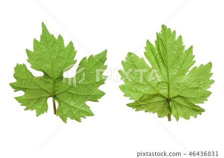 Grape leaf isolated on the white background 46436831