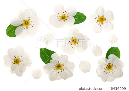 pear flowers isolated on white background. Top view. Flat lay. Set or collection 46436909