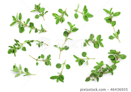 Fresh thyme spice isolated on white background. Top view. Flat lay pattern 46436935