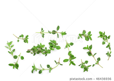 Fresh thyme spice isolated on white background with copy space for your text. Top view. Flat lay 46436936