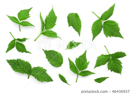 Raspberry leaves isolated on white background. Top view. Flat lay 46436937