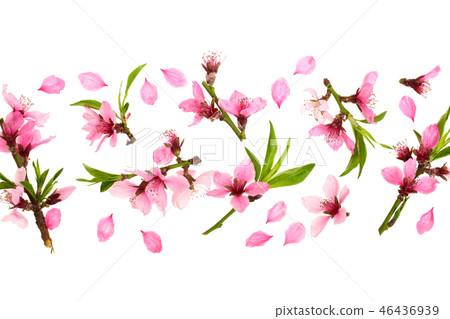Cherry blossom, sakura flowers isolated on white background with copy space for your text. Top view 46436939