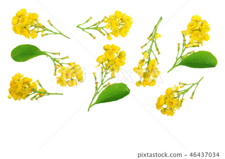 Flowers of barberries with leaves isolated on white background. Top view. Flat lay pattern 46437034