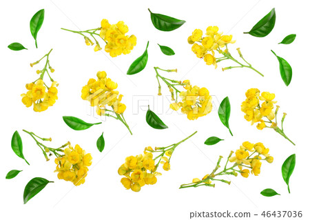 Flowers of barberries with leaves isolated on white background 46437036