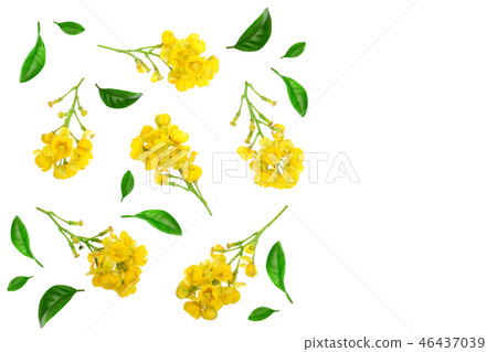 Flowers of barberries with leaves isolated on white background. Top view. Flat lay pattern 46437039