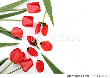 Beautiful red tulips on white background with copy space for text. Top view, flat lay Beautiful red tulips on white background with copy space for text. Top view, flat lay 46437067