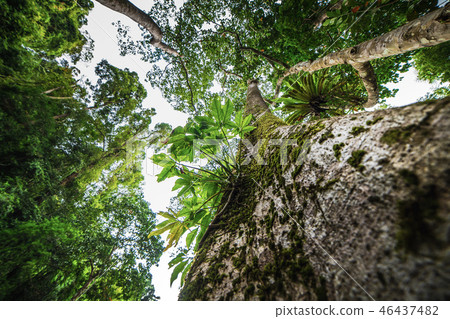 Sunlight Through Green Tree - Low angle view Sunlight Through Green Tree - Low angle view 46437482